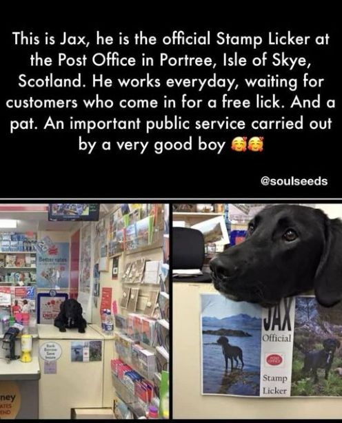 dog stamp licker.jpg